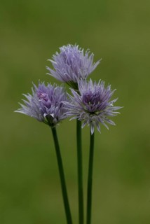 Blooming Chives (Allium schoenoprasum)