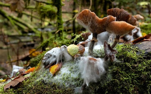 Mushrooms with mould, forest floor, Wieslauf, Wieslaufschlucht, Rudersberg, Swabian Forest,