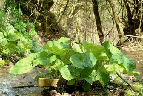 Butterbur (Petasites hybridus), medicinal plant, herb, wild plant, medicinal use