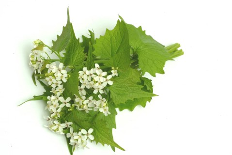 Garlic rue, garlic rue, medicinal plant, seasoning plant, spice, herb, wild plant, medicinal use,
