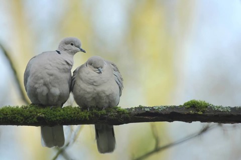 A pair of eurasian collared dove (Streptopelia decaocto) during courtship in Bad Schönborn,
