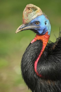 Red-necked Cassowary, northern cassowary (Casuarius unappendiculatus), portrait, cassowaries,