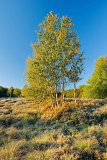Yellow birch trees in the morning light on a moorland overgrown with heather near Les