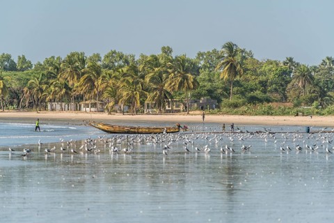 A flock of seagulls on the beach of Sanyang, Gambia, West Africa, Africa