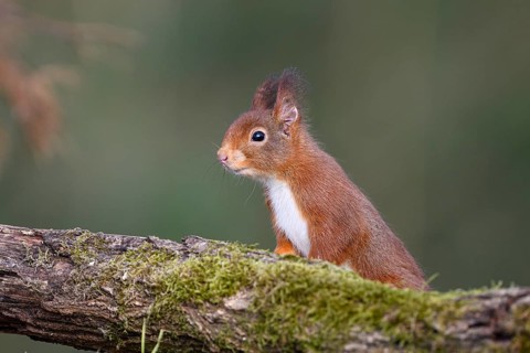 Eurasian red squirrel (Sciurus vulgaris), Dingdener Heide NSG, North Rhine-Westphalia, Germany,