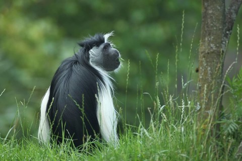 Tanzania stubby monkey (Colobus angolensis palliates), sit, eat, rear, Peters Angola-Guereza,