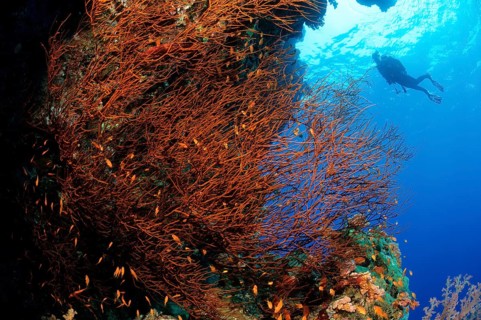 Black bushy black coral (Antipathes dichotoma) (in it jewelled flagfish (Pseudanthias