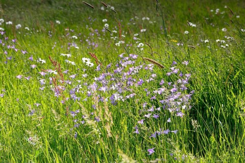 Meadows in spring with buttercups, campion and bluebells, flowering floodplain meadows in spring,