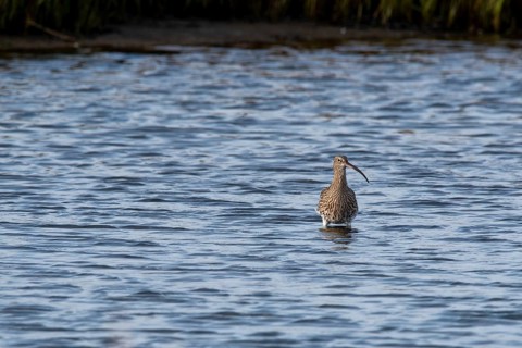 Eurasian curlew (Numenius arquata) in the Wadden Sea, Mandø Island, Syddanmark, Denmark, Europe