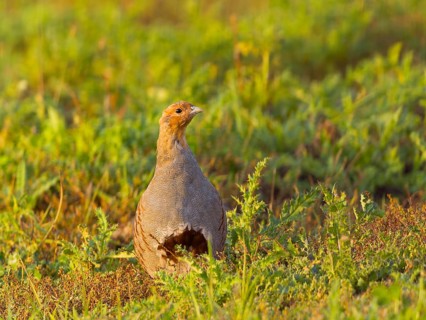 Gray partridge (Perdix perdix), on a fallow land, Solms, Hesse, Germany, Europe