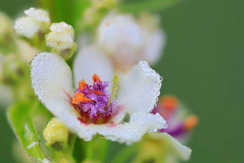 Austrian mullein (Verbascum chaixii), Scrophulariaceae, Egesheim, Upper Danube nature park Park,