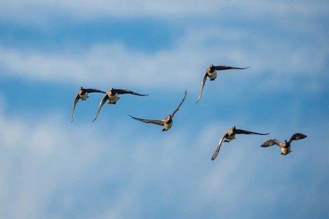 Eurasian Wigeon (Mareca penelope), birds in flight over Marshes at winter time