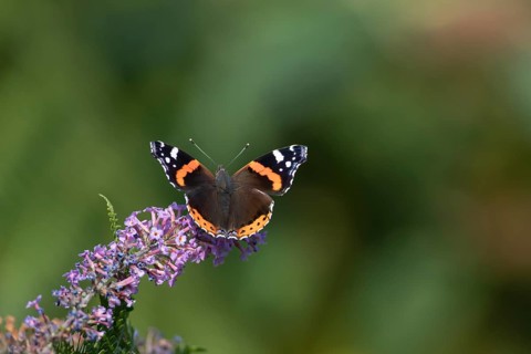 Red admiral (Vanessa atalanta) butterfly adult feeding on a garden Buddliea (Buddleja spp) flower,