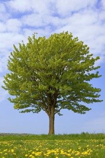 Maple (Acer), solitary tree in a meadow with flowering common dandelion (Taraxacum sect.