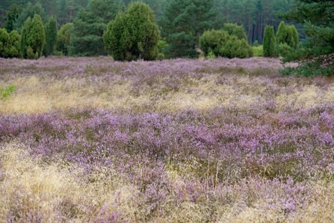 Heath landscape, typical vegetation, flowering common heather (Calluna Vulgaris) between true grass