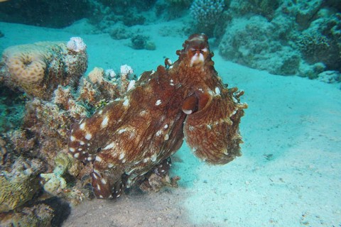 Great Blue Octopus (Octopus cyaneus), Dive Site House Reef, Mangrove Bay, El Quesir, Red Sea,