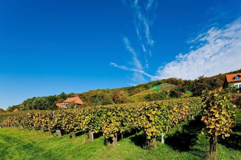 Klaus Zimmerling Winery