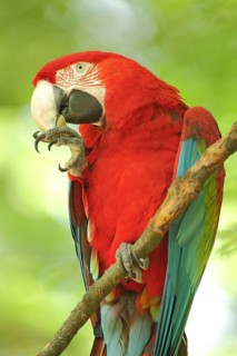Portrait of red-and-green macaw (Ara chloropterus), claws, leg, beak, adult, captive