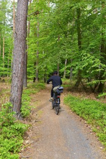 Woman riding a bicycle in the beech (Fagus) forest in the primeval forest on the Darß peninsula,