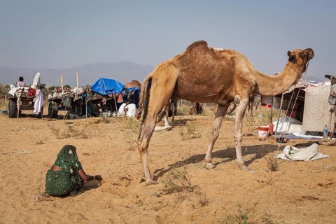 PUSHKAR, INDIA, NOVEMBER 20, 2012: Indian woman collecting camel camel dung for fire fuel at