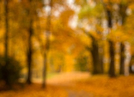 Defocused blurred autum background, valley in fall with yellow tree leaves