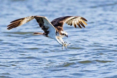Western osprey (Pandion haliaetus) catches fish, Lake Malchin, Mecklenburg-Western Pomerania,