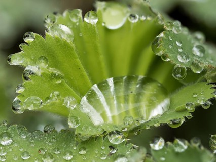 Leaf of garden lady's mantle (Alchemilla mollis) with raindrops, North Rhine-Westphalia, Germany,
