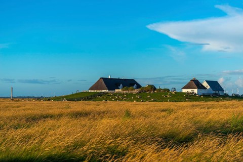 Hamburger Hallig, Reußenköge, North Frisia, dwelling mound, reed houses, grasses, sheep, evening
