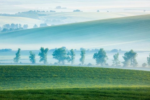 Moravian rolling landscape with row of trees in early morning haze. Moravia, Czech Republic, Europe