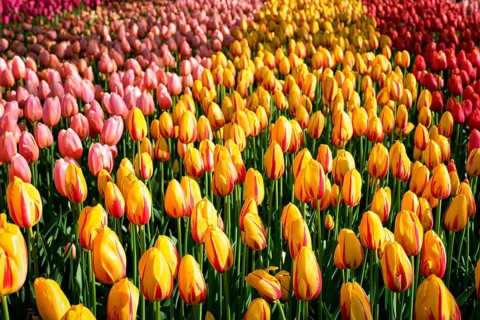 Blooming red tulips flowerbed in Keukenhof flower garden, also known as the Garden of Europe, one