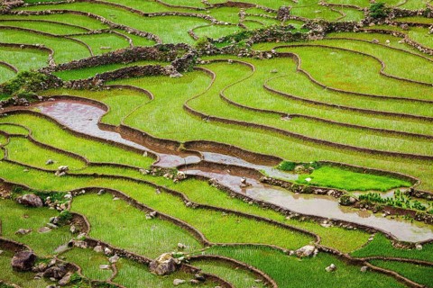 Rice field terraces (rice paddy fields) . Ta Van Village, Muong Hoa valley, popular tourist
