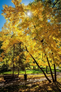 Autumn colors, fall in park with yellow leaves foliage trees