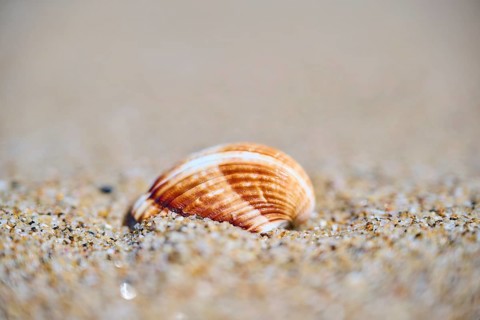 Common cockle (Cerastoderma edule) shell lying in the sand on a beach, near Tarragona, Catalonia,