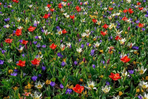 Flower splendour with colourful Tulips (Tulipa) and Crocus (Crocus) in spring, Keukenhof, Lisse,