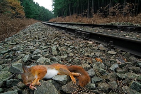 Squirrel, Squirrel cat, Rodents, Mammals, Animals, Eurasian red eurasian red squirrel (Sciurus