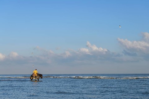Horse fishermen catching Brown shrimp (Crangon crangon), Koksijde, North Sea coast, province of