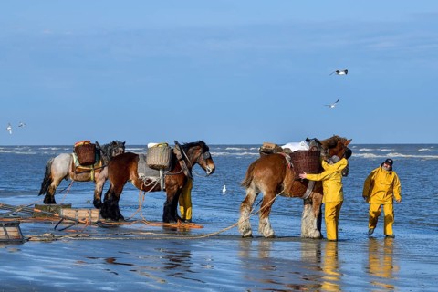 Horse fishermen catching Brown shrimp (Crangon crangon), Koksijde, North Sea coast, province of