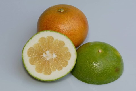 Grapefruits (Citrus x paradisi), Pampelmusen, Rautengewaechse, Rutaceae, Zitrusfruechte, citrus