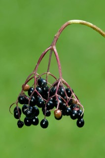 Elderberries, Germany, black elderberries, Europe, plants, honeysuckle family, Caprifoliaceae,