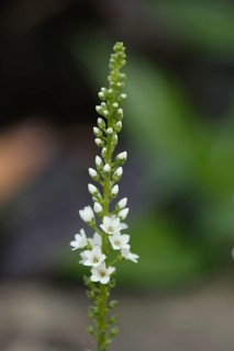Speedwell (Veronica spicata)