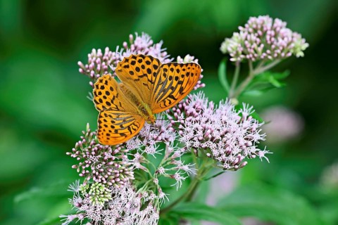 Silver-washed fritillary (Argynnis paphia), on common water eupatorium (Eupatorium cannabinum