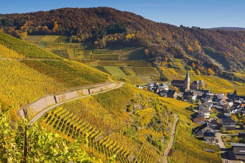Vineyards in autumn, Mayschoß with parish church, red wine growing region Ahrtal, red wine of the