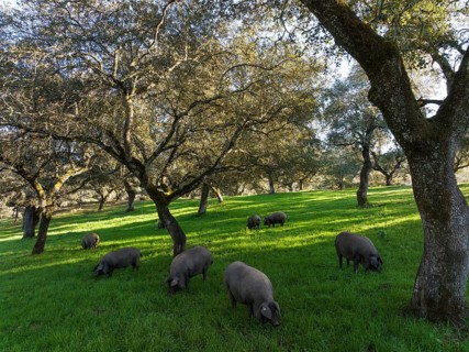 Grazing pigs and holm oaks (Quercus ilex) in the Sierra de Aracena, aerial view, drone shot, Huelva