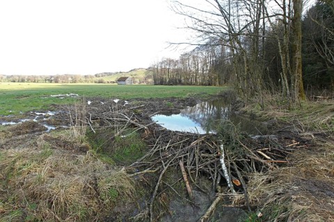 European beaver (Castor fiber) due to dammed stream flooding and damage in adjacent meadow, Allgäu,