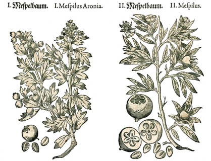 Mispel, Echte Mispel (Mespilus germanica) or Gemeine Mispel, Mespelbaum, Historic, digitally