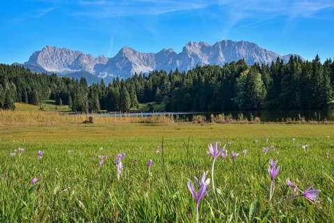 Flowers of the autumn fireweed (Colchicum autumnale) on a mountain meadow at Geroldsee in
