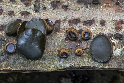 Black bulgar (Bulgaria inquinans), black jelly drops fungi growing on bark of felled tree showing