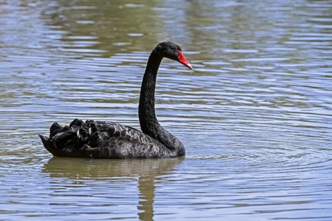 Black swan (Cygnus atratus) swimming in lake