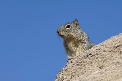 Rock squirrel (Spermophilus variegatus) in the Sonoran desert, Organ Pipe Cactus National Monument,