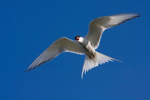 Arctic tern (Sterna paradisaea), Common tern, terns, eligible, Norway, Europe